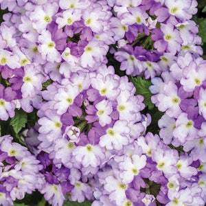 Verbena, Superbena