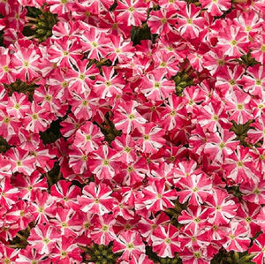 Verbena, Superbena