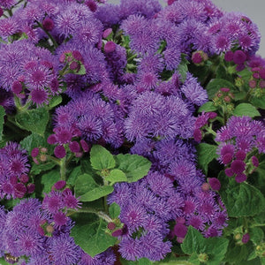 Ageratum