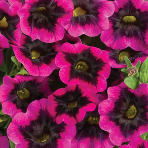 Calibrachoa, Superbells