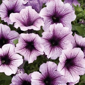 Petunia, Supertunias