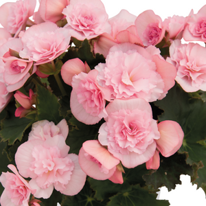 Begonia Reiger Hanging Basket