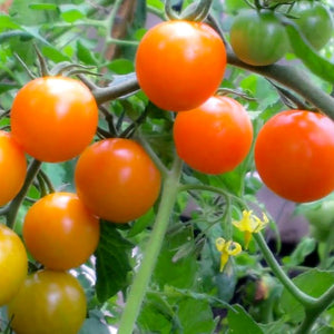 Tomato Sunsugar, Colour Paradise, Kitchener Waterloo