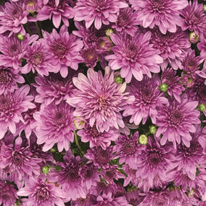 Fall Mum 'Fonti Dark Pink'