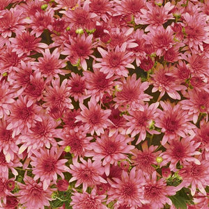 Fall Mum 'Fonti Red'