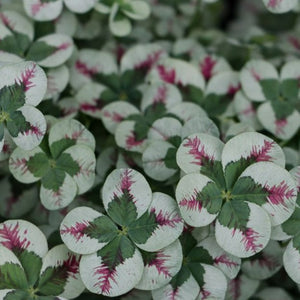 Trifolium 4 Luck Red Stripes