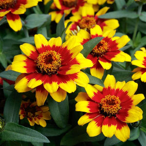 Zinnia