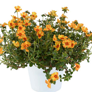 Portulaca Hanging Baskets