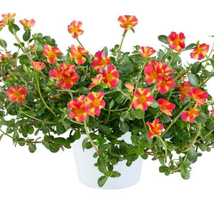 Portulaca Hanging Baskets