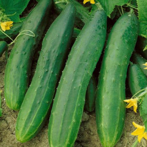 Cucumber, Straight Eight