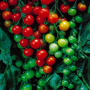 Tomato Supersweet 100, Colour Paradise, Kitchener Waterloo