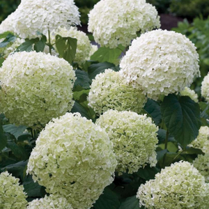 Hydrangea Incrediball, Colour Paradise, Kitchener Waterloo