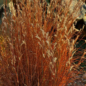Schizachyrium Little Bluestem Blaze