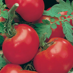 Tomato Supersonic, Colour Paradise, Kitchener Waterloo