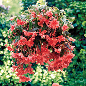 Begonia Illumination Hanging Basket