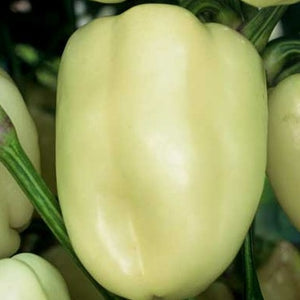 Pepper, Giant Szegedi