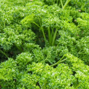 Parsley, Forest Green
