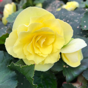 Begonia, Solenia