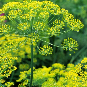 Dill, Bouquet