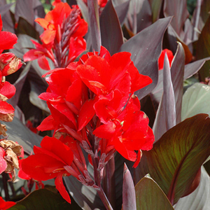 Canna Lilies