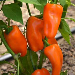 Pepper Mardi Gras Orange, Colour Paradise, Kitchener Waterloo