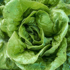 Lettuce, Buttercrunch