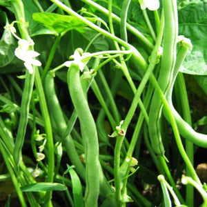 Bean, Blue Lake Bush