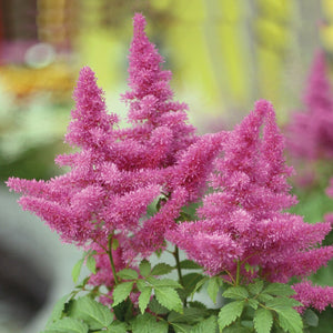 Astilbe Vision in Pink