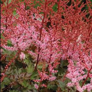 Astilbe Delft Lace