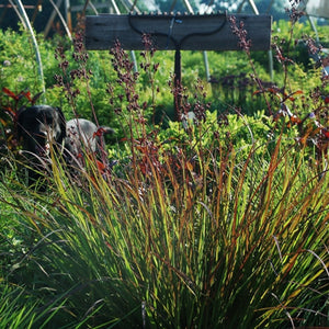 Andropogon Rain Dance