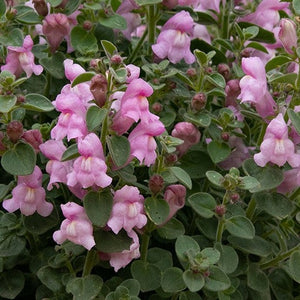 Antirrhinum Drew's Folly