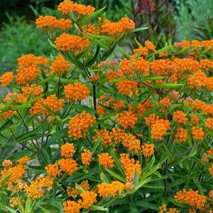 Milkweed, Asclepias tuberosa