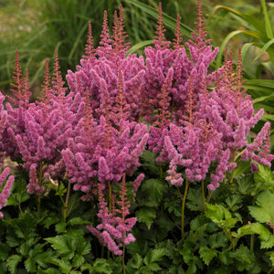 Astilbe Visions