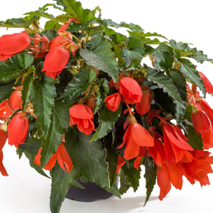 Begonia Waterfall Encanto Hanging Baskets