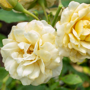 Buttercream Drift Rose