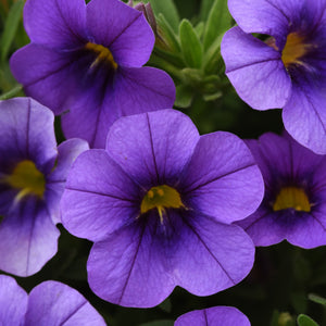 Calibrachoa Hanging Baskets