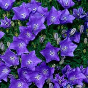 Campanula Rapido Blue, Colour Paradise, Kitchener Waterloo