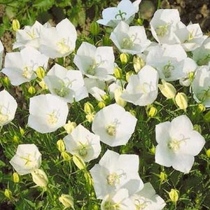 Campanula carpatica Rapido White, Colour Paradise, Kitchener Waterloo