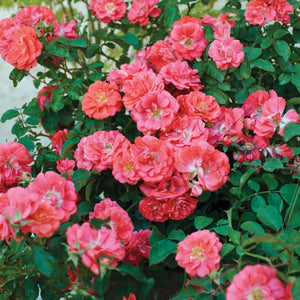 Coral Drift Rose