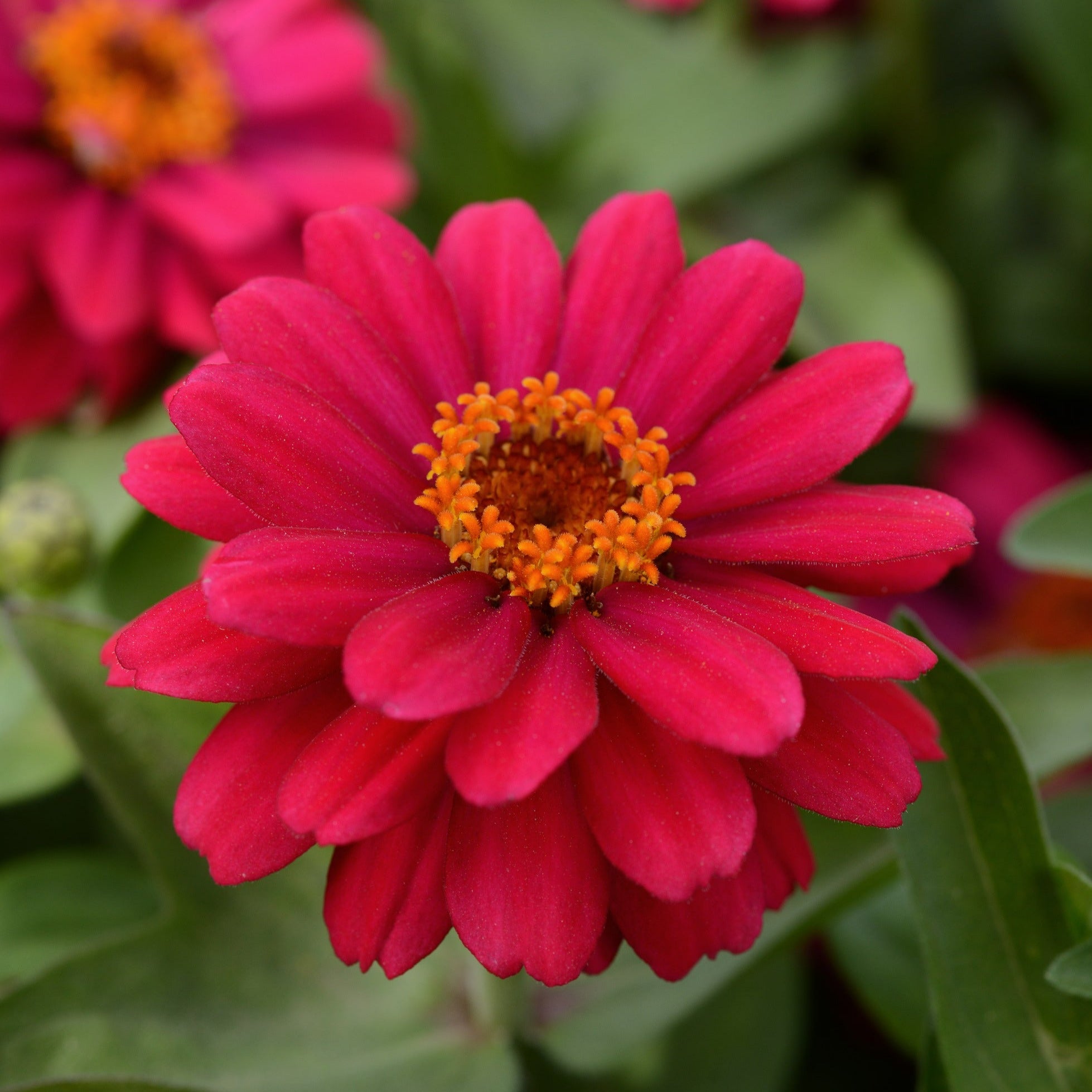 Zinnia