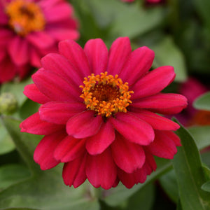 Zinnia