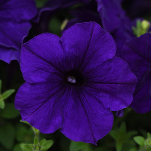 Petunia Hanging Baskets