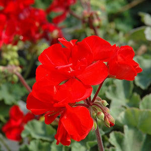 Geranium, Zonal (Upright)