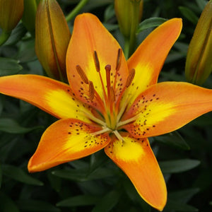 Lily FantAsiatic Spark