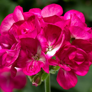 Geranium, Zonal (Upright)