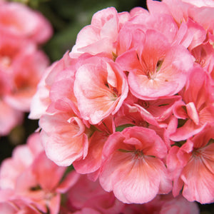 Geranium, Zonal (Upright) Hanging Baskets