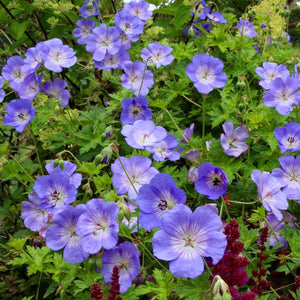 Geranium Azure Rush