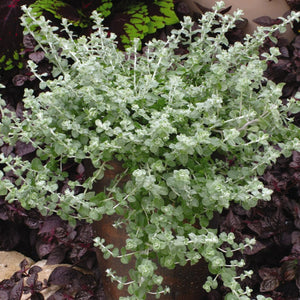 Helichrysum, Silver Mist