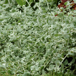 Helichrysum, Licorice