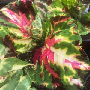 Coleus, Kong